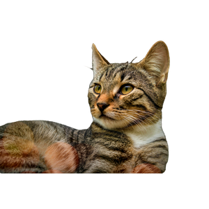 A Serene Brown Tabby Cat Resting Outdoors, Showcasing Its Beautiful Fur And Alert Eyes. 13081 - Cat PNG image with transparent background